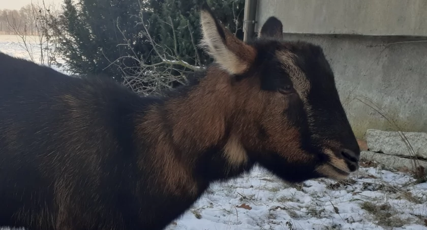 Koza na gigancie. Urzędnicy szukają właściciela