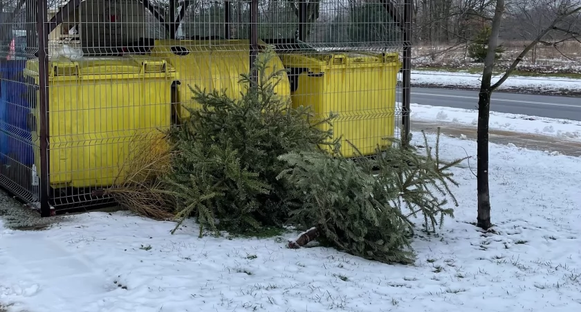 Co zrobić z choinką po Świętach? [HARMONOGRAM ZBIÓRKI ŻYWYCH CHOINEK]