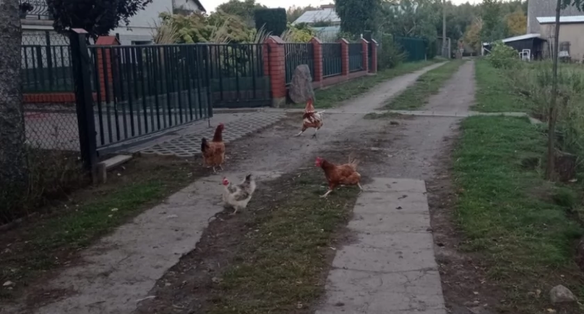 Wyrok za kury. Ptaki nielegalnie stołowały się u sąsiada