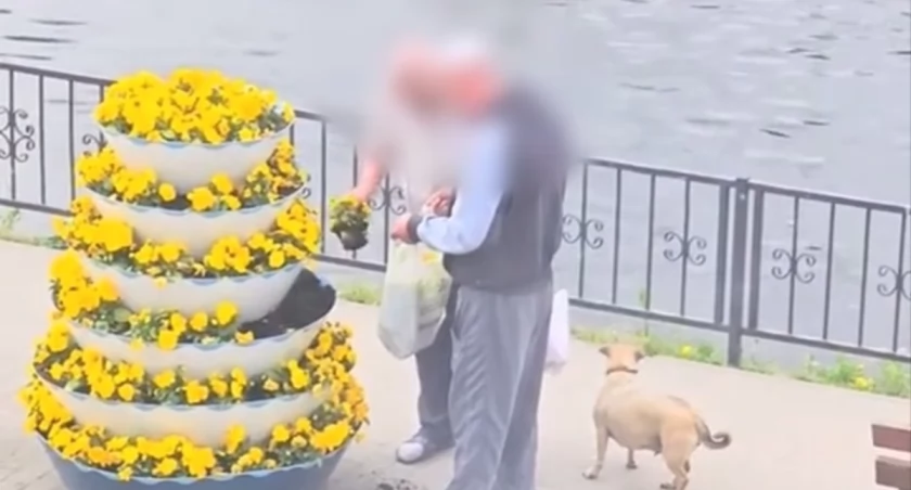 Nietypowa kradzież w Wyrzysku. Złodzieje staną przed sądem za kradzież bratków [VIDEO]