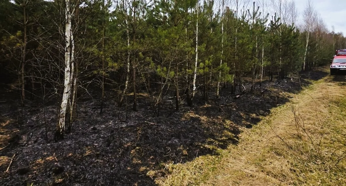 Seryjny podpalacz z Krucza zatrzymany. Pomógł dron