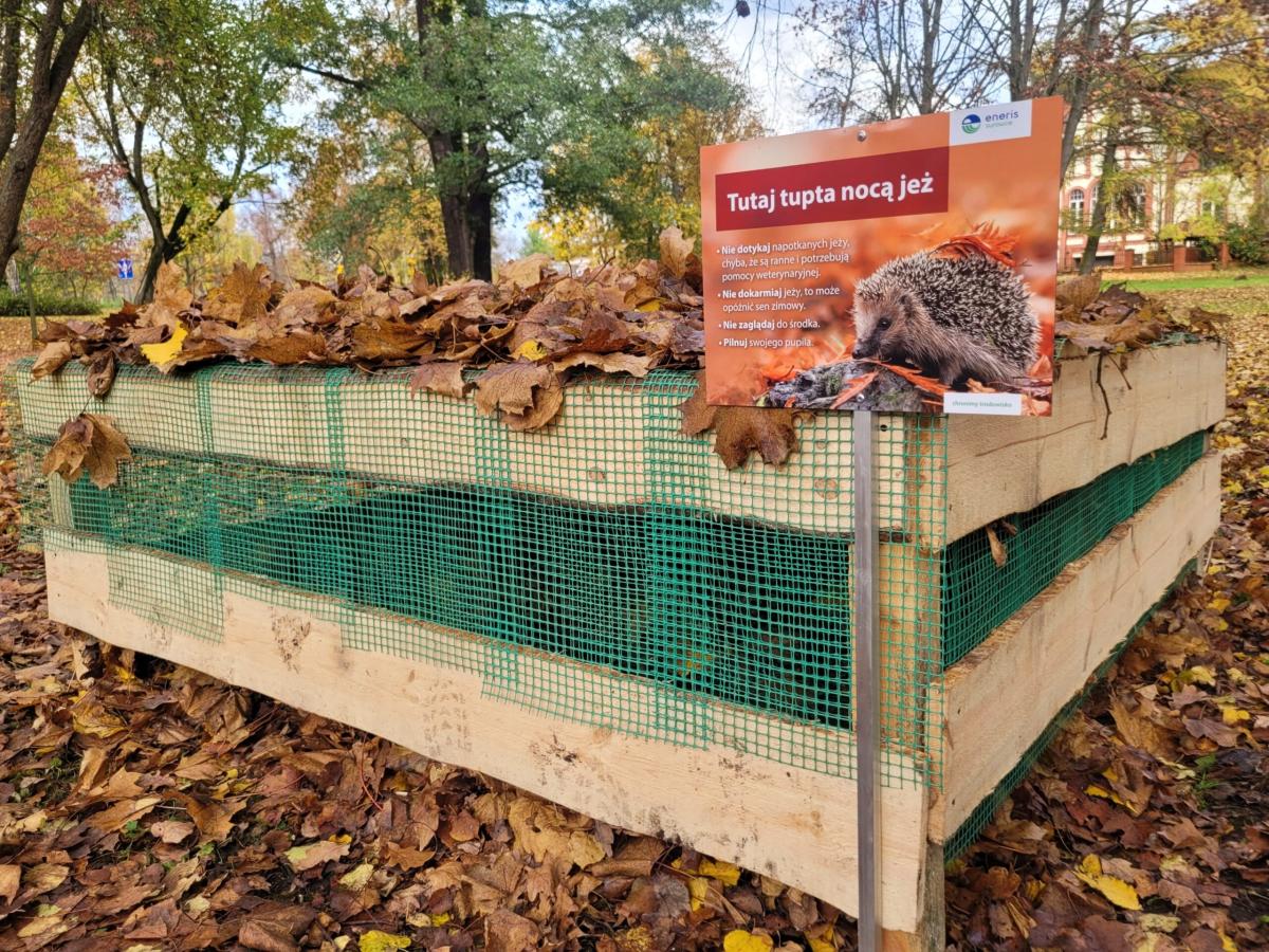 Altvater przygotuje jeżom domki na zimę
