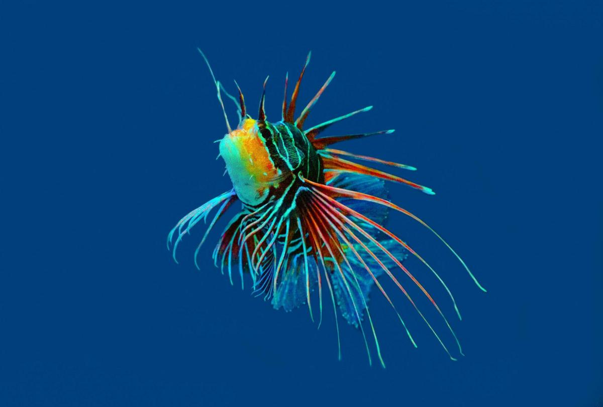 Ocean atrakcji w VIVO!