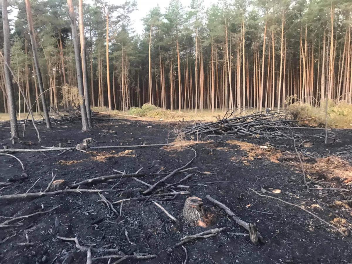 Płonęły lasy we Wrzeszczynie i Brzeźnie