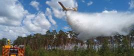 Spłonęło pół hektara młodnika pod Chodzieżą