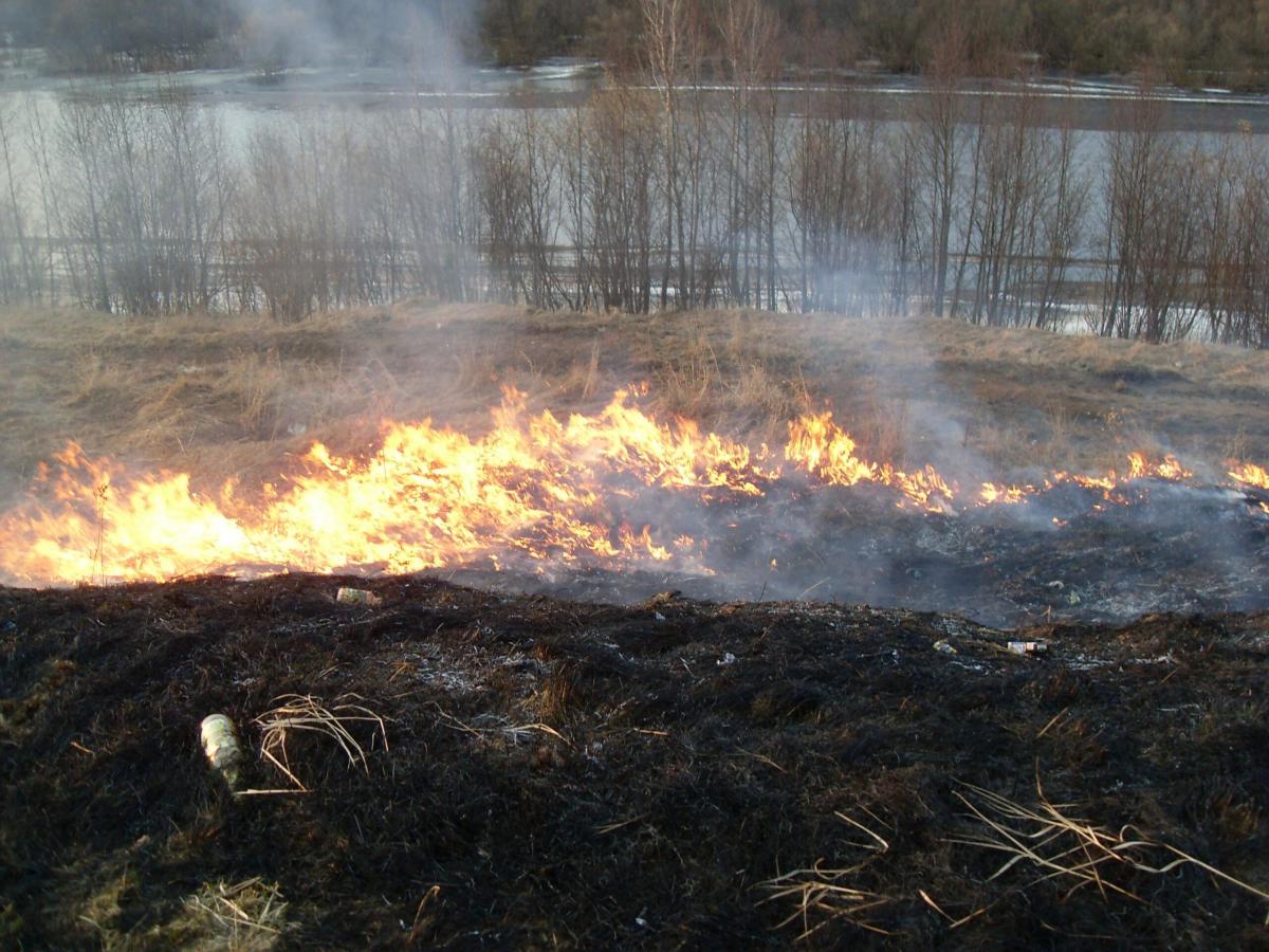 Płoną trawy w Wielkopolsce