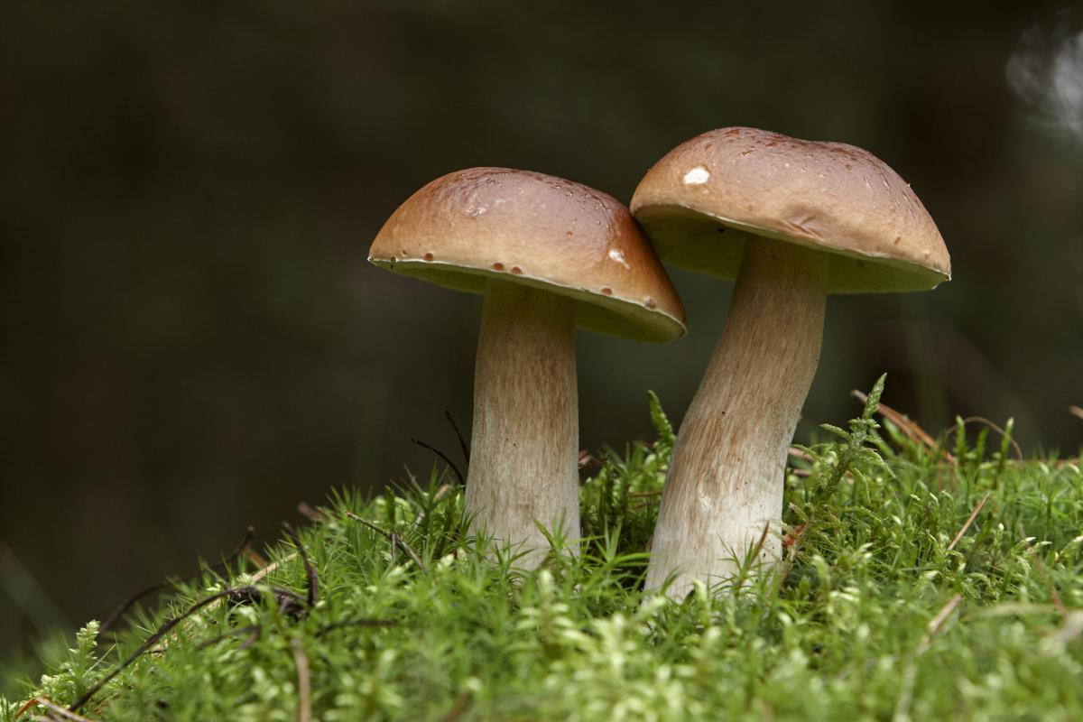 W powiecie złotowskim powstać ma Park Krajobrazowy 