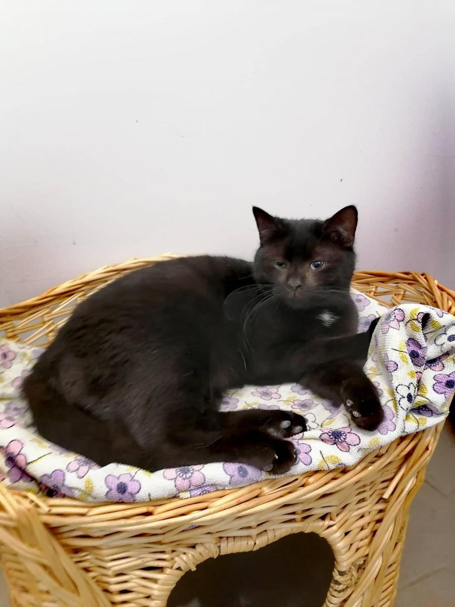 Nie tylko w dniu kota pomyśl o adopcji...
