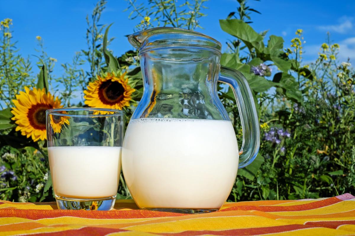 Już 9 czerwca Dziecięcy Piknik Mleczny w Czarnkowie!