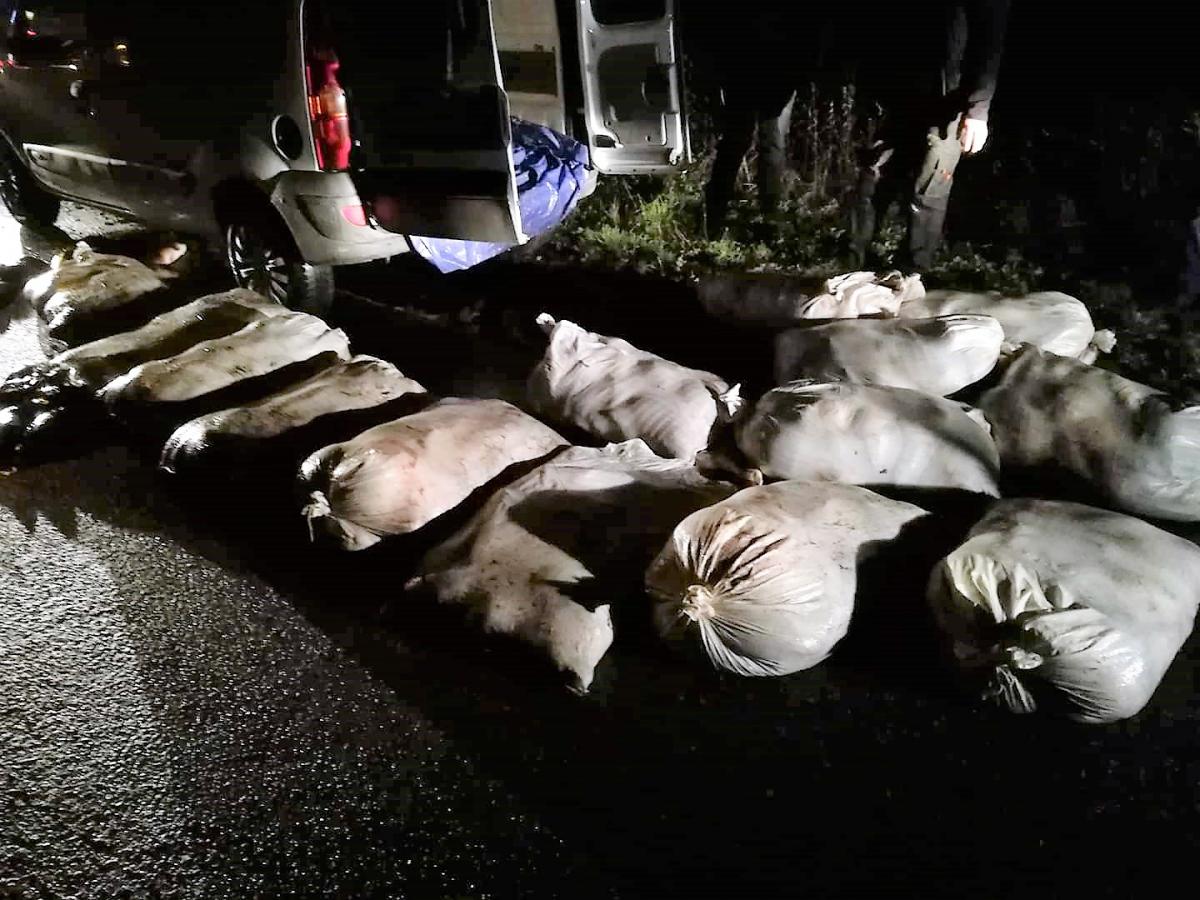 Ukradli 840 kg ryb. Odpowiedzą za kradzież i znęcanie się nad zwierzętami