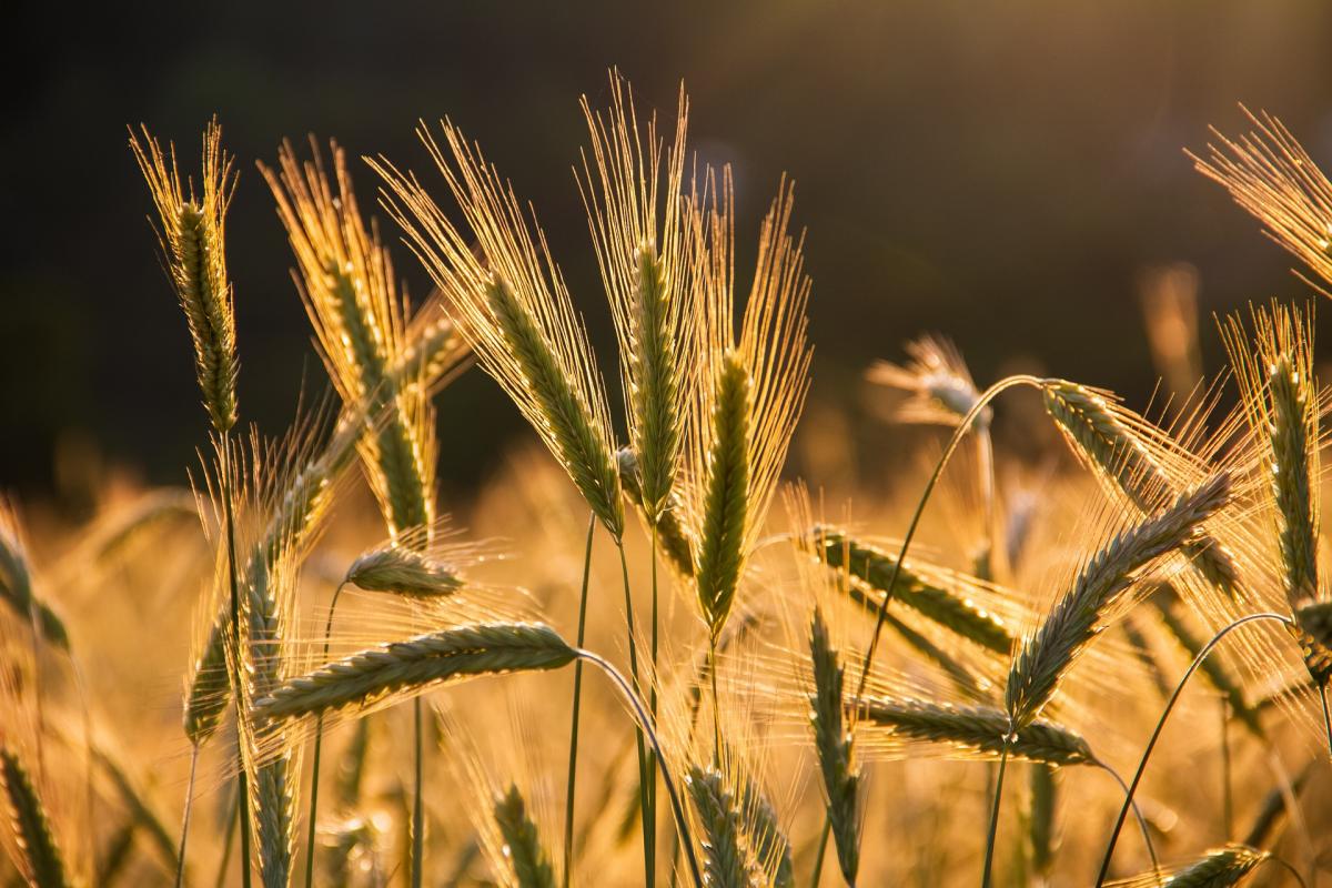 AgroTargi w Czarnkowie coraz bliżej
