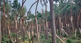 Wichura łamała drzewa jak zapałki. Leśnicy liczą straty i apelują o ostrożność [ZDJĘCIA][VIDEO]