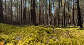 Noc Muzeów z leśnikami. Nocny spacer po lesie oraz przyrodnicze i historyczne atrakcje [PROGRAM]