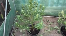 Plantacja konopi, marihuana i amfetamina. Policja zatrzymała dwóch mężczyzn