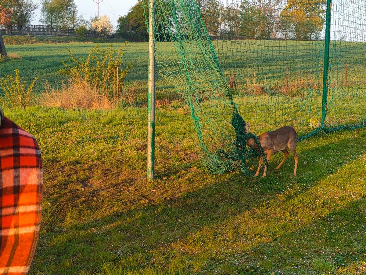 Zwierzę zaplątało się w siatce [ZDJĘCIA]