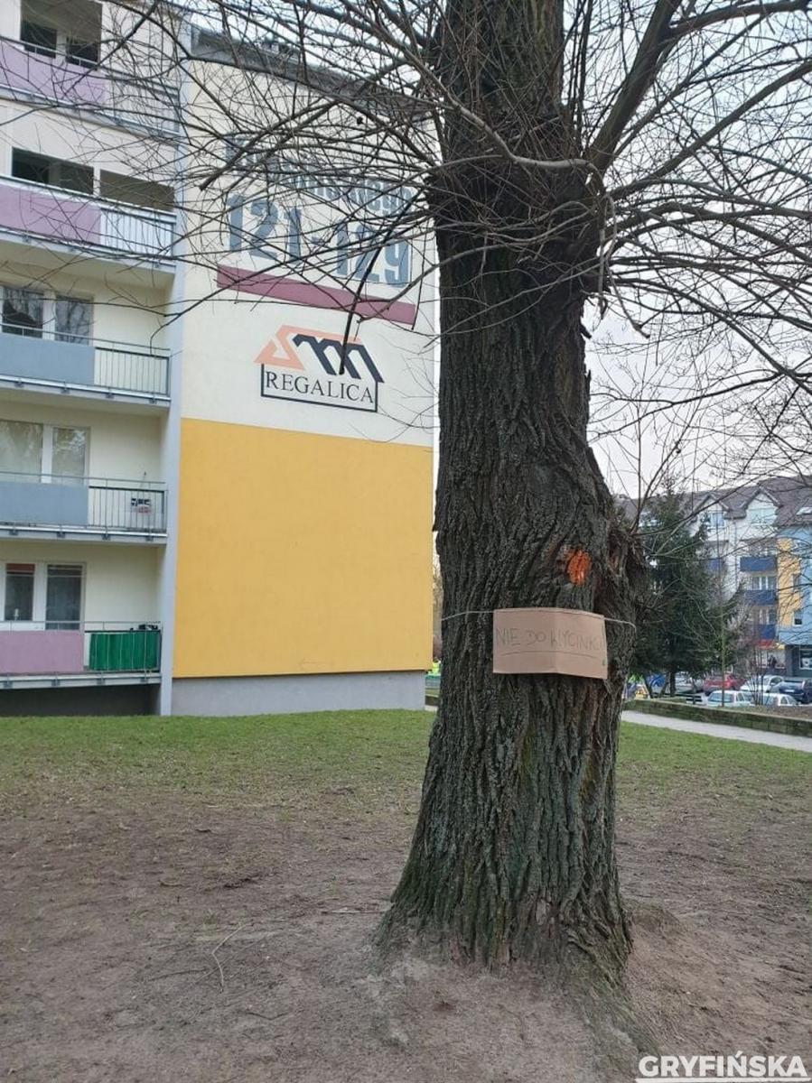 Mieszkańcy protestują przeciw wycince drzew
