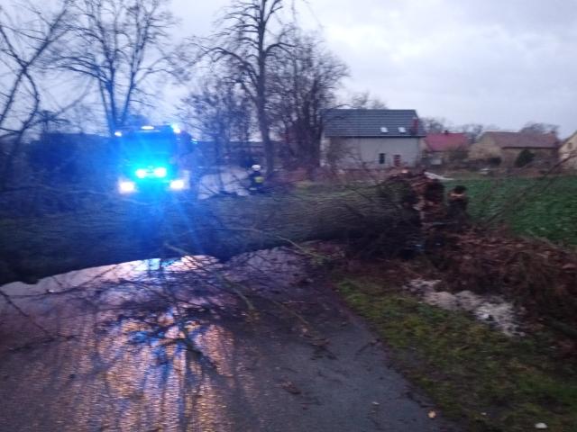 Drzewa padły w Wełtyniu, Gardnie i Wysokiej Gryfińskiej [GALERIA]
