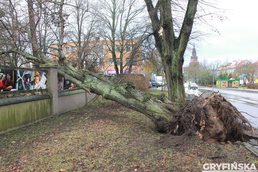 Dwa drzewa spadły na ogrodzenie Pałacyku pod Lwami [GALERIA]
