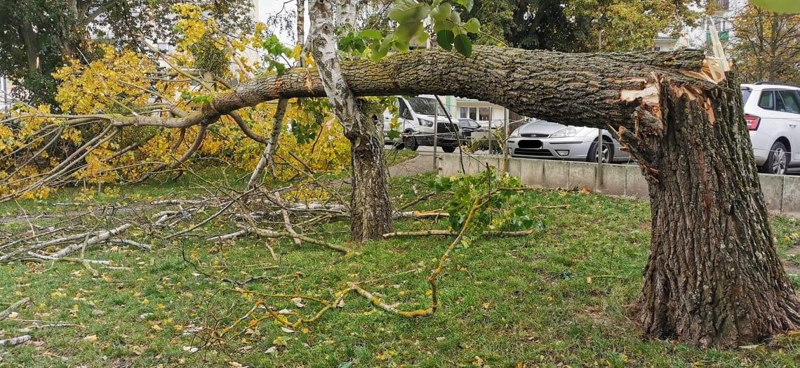 Ostrzeżenie pierwszego stopnia przed silnym wiatrem