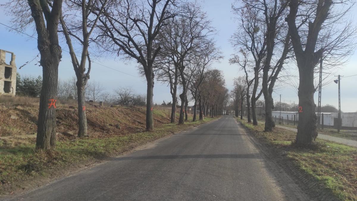 Marszałek Geblewicz chce wyciąć... 189 drzew w powiecie gryfińskim. Podpisz petycję [GALERIA]
