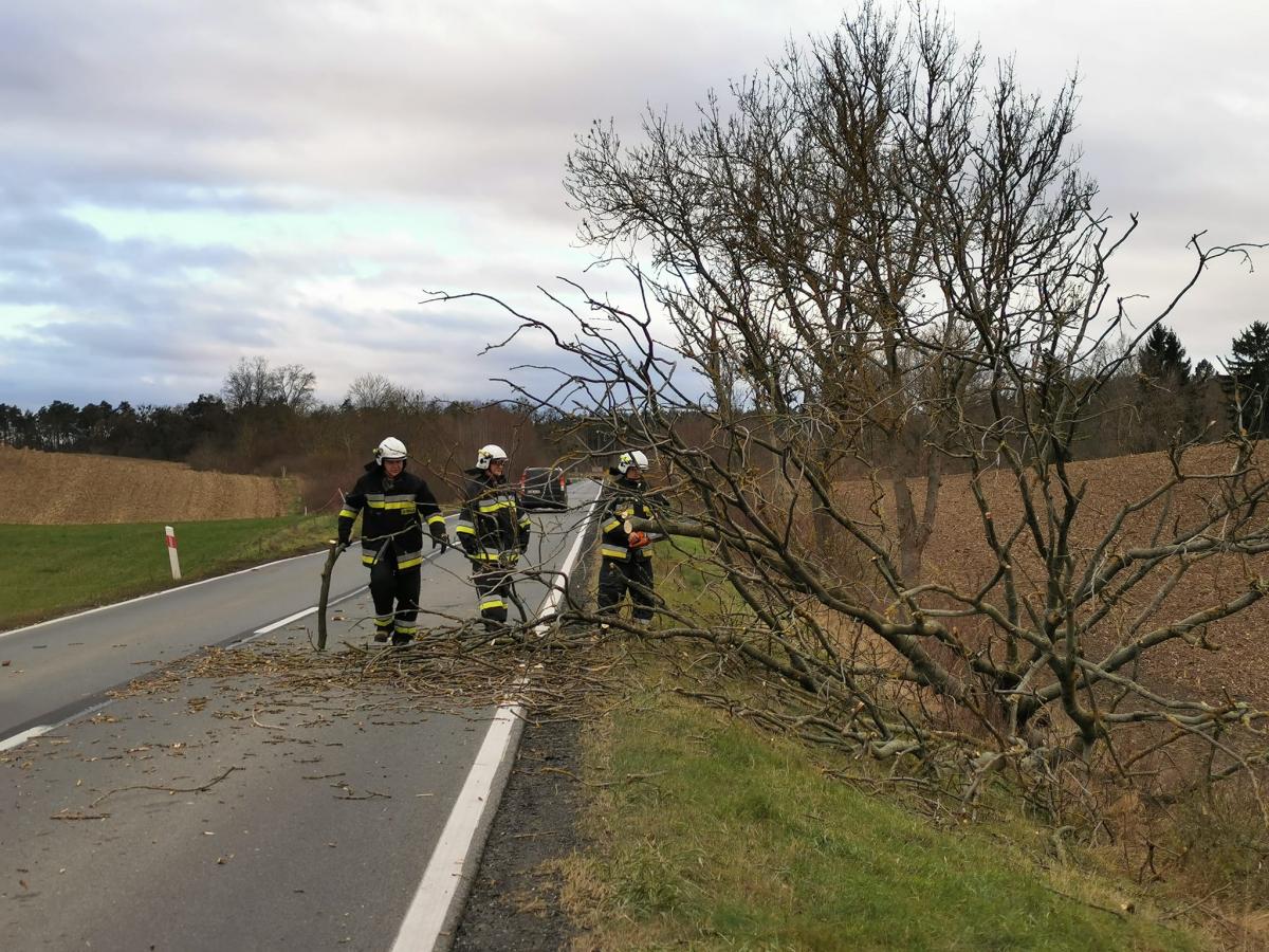 Aż 48 interwencji związanych z drzewami na drodze!