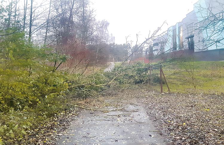 Zdmuchnęło drzewo na drogę za Laguną