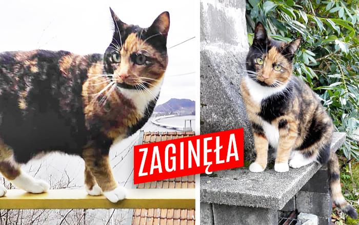 Kicia zaginęła na Górnym Tarasie