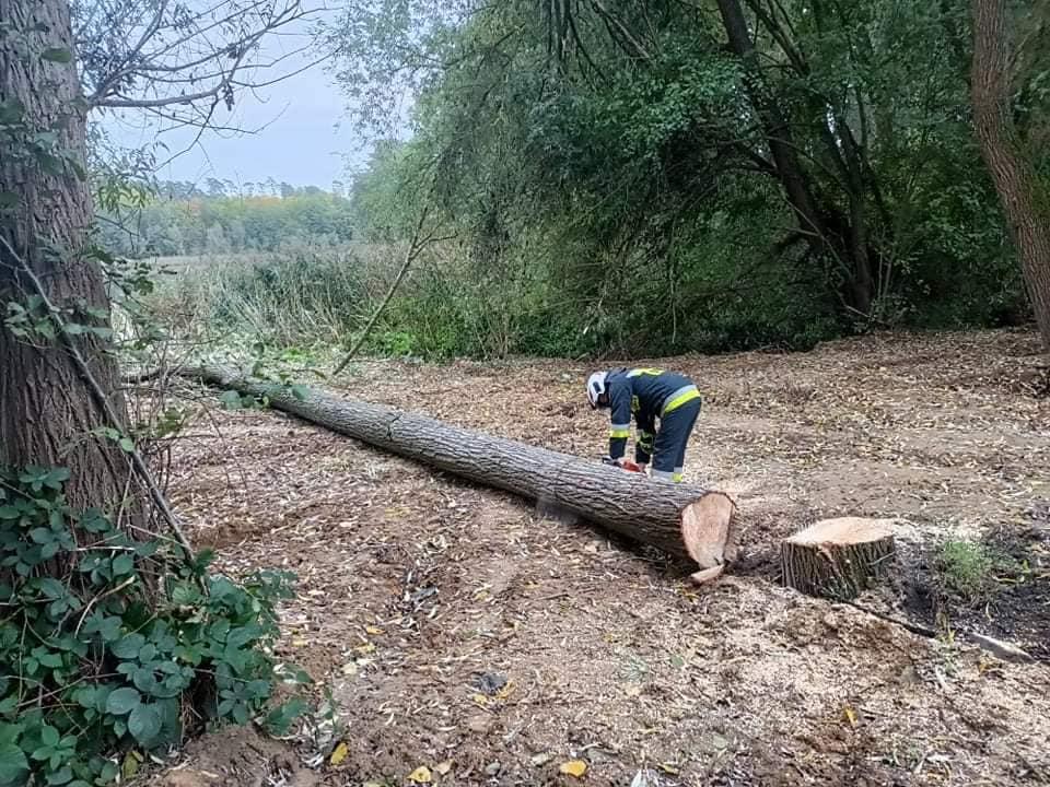Wycinali drzewa w Steklnie i usuwali szerszenie w Gardnie