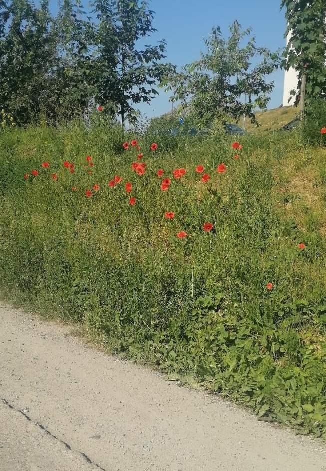 Opolska zarośnięta. Ktoś o niej zapomniał?