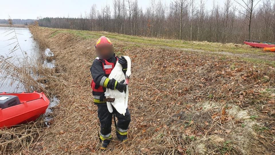 Ratowali zaplątanego w siatkę łabędzia