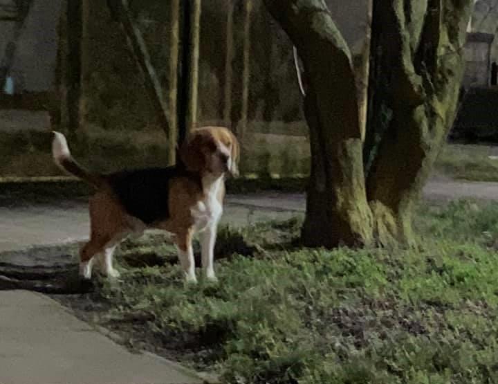Biegał zdezorientowany obok Dolnej Odry