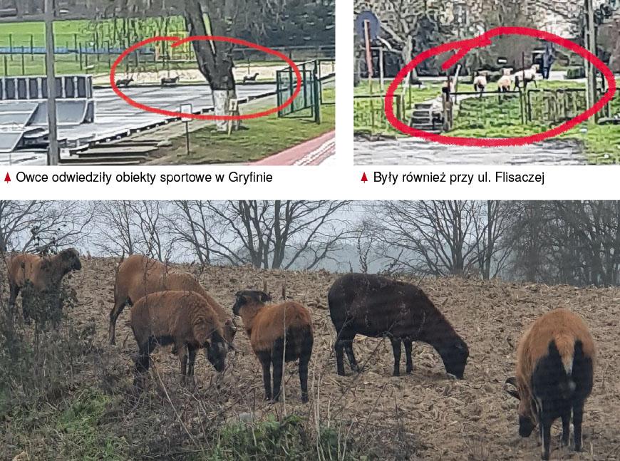 Stado owiec spaceruje po Gryfinie. To on ma za zadanie je złapać