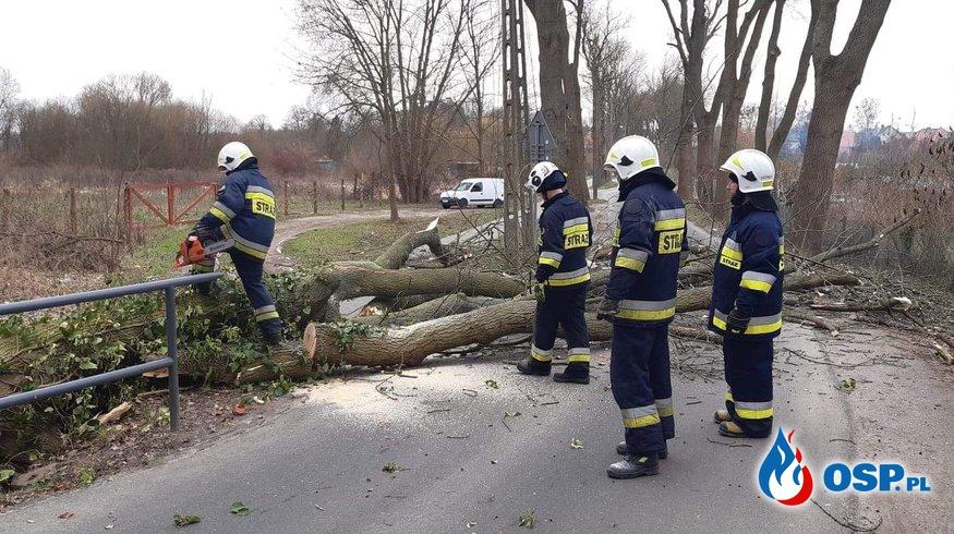 Drzewa na drodze. Uważajcie na trasie