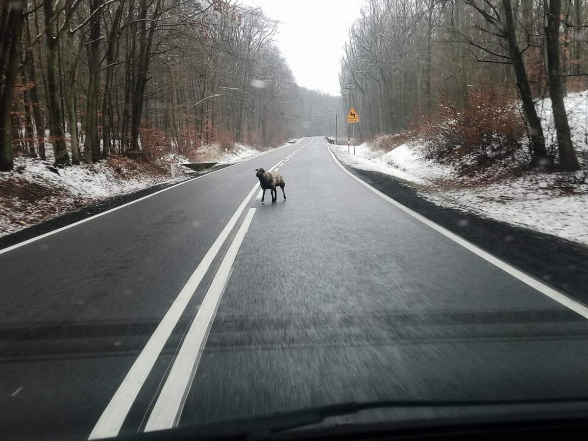 Uwaga: owce na drodze!