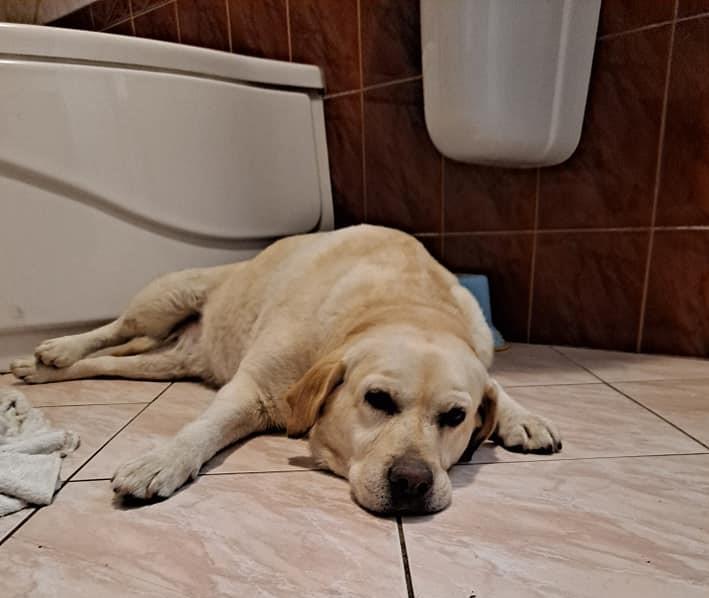 Znaleziono suczkę Labradora. Szukamy jej właścicieli
