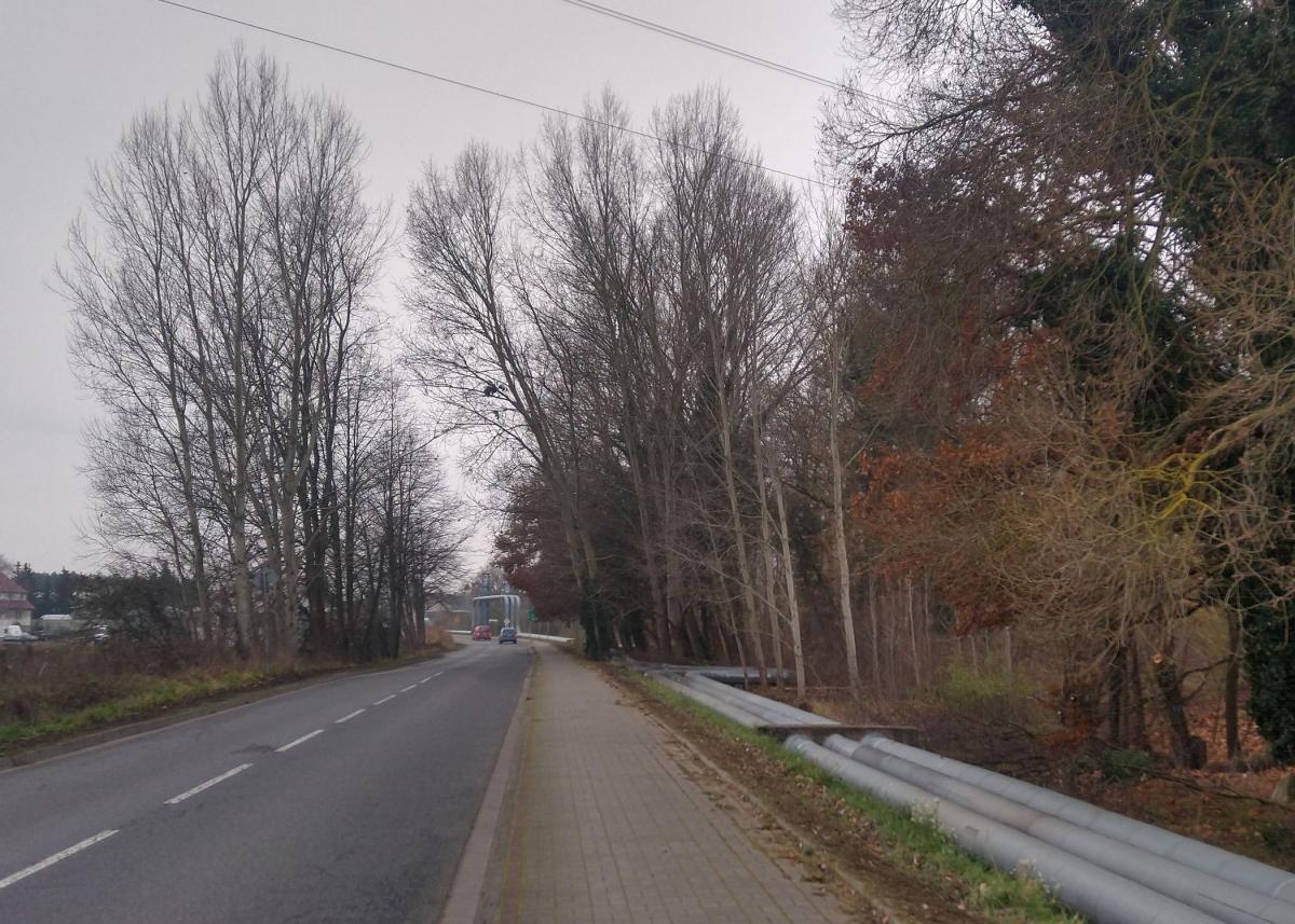 Usuną niebezpieczne drzewa