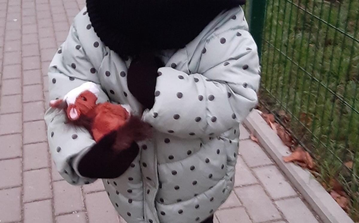 Zaginął konik. Mała dziewczynka tęskni