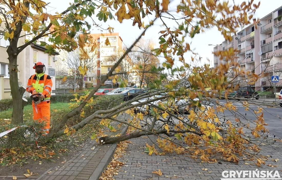 Wycinają drzewa przy Krasińskiego. Czy nasadzą nowe?