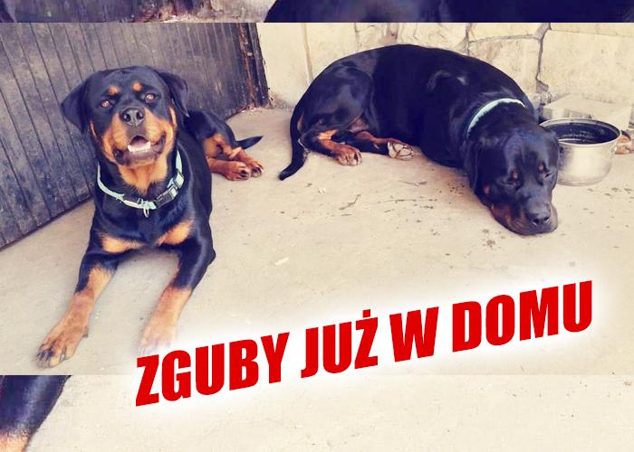 Ares i Ajsza wróciły z nocnej eskapady