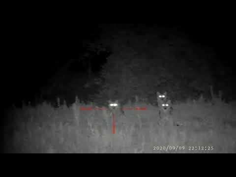 Wilki na południu powiatu. Prezentujemy nagranie!