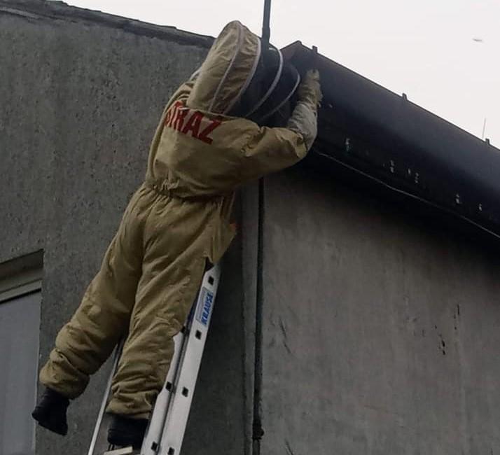Szerszenie usuwali też w Widuchowej