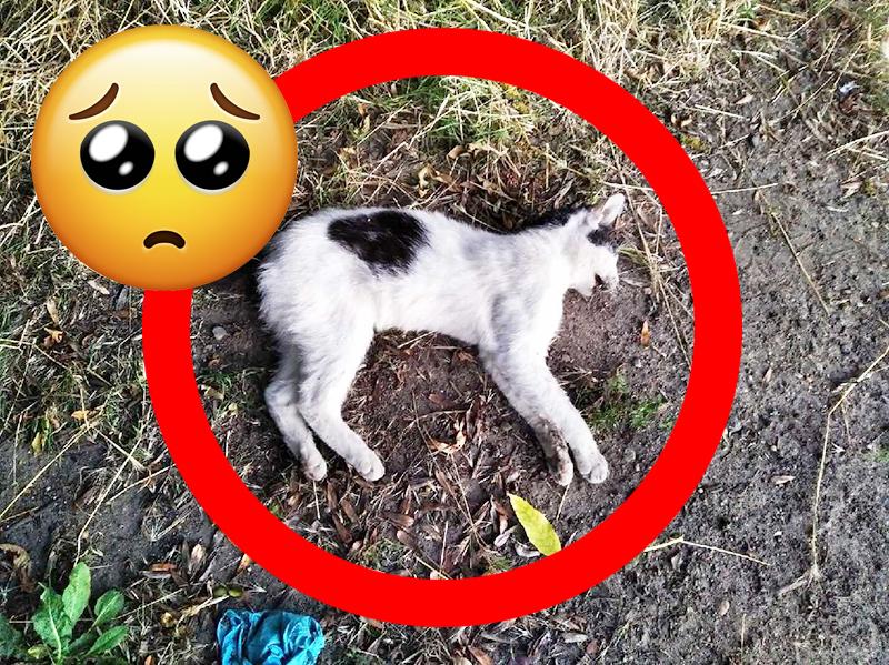 Niepokojące zgony wolnożyjących kotów w Gryfinie. Czy ktoś je truje?