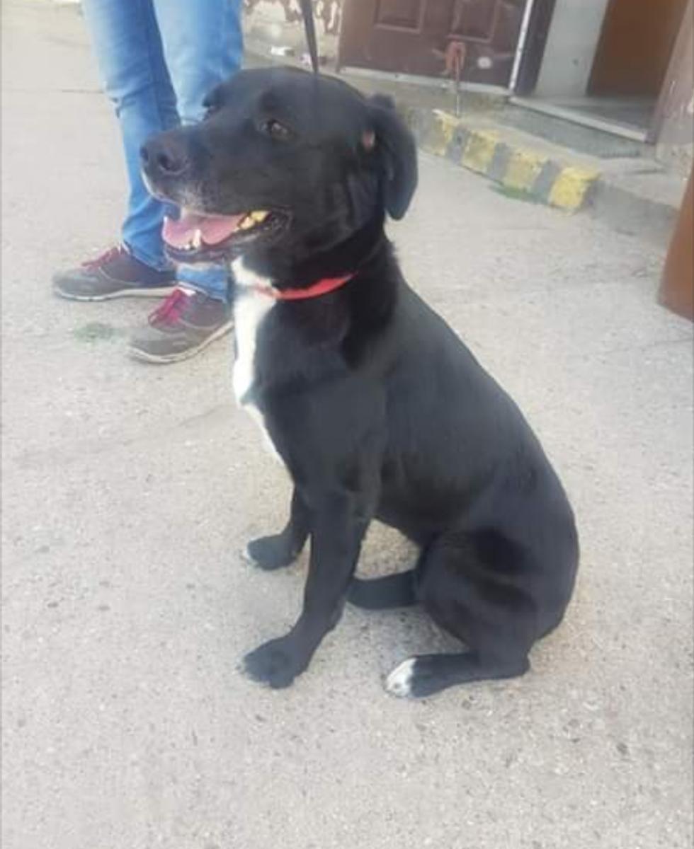 Pies błąkał się po ulicy. Znasz jego właściciela?