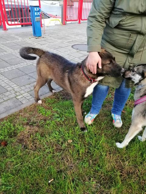 Psiak na gigancie. Kto zna?