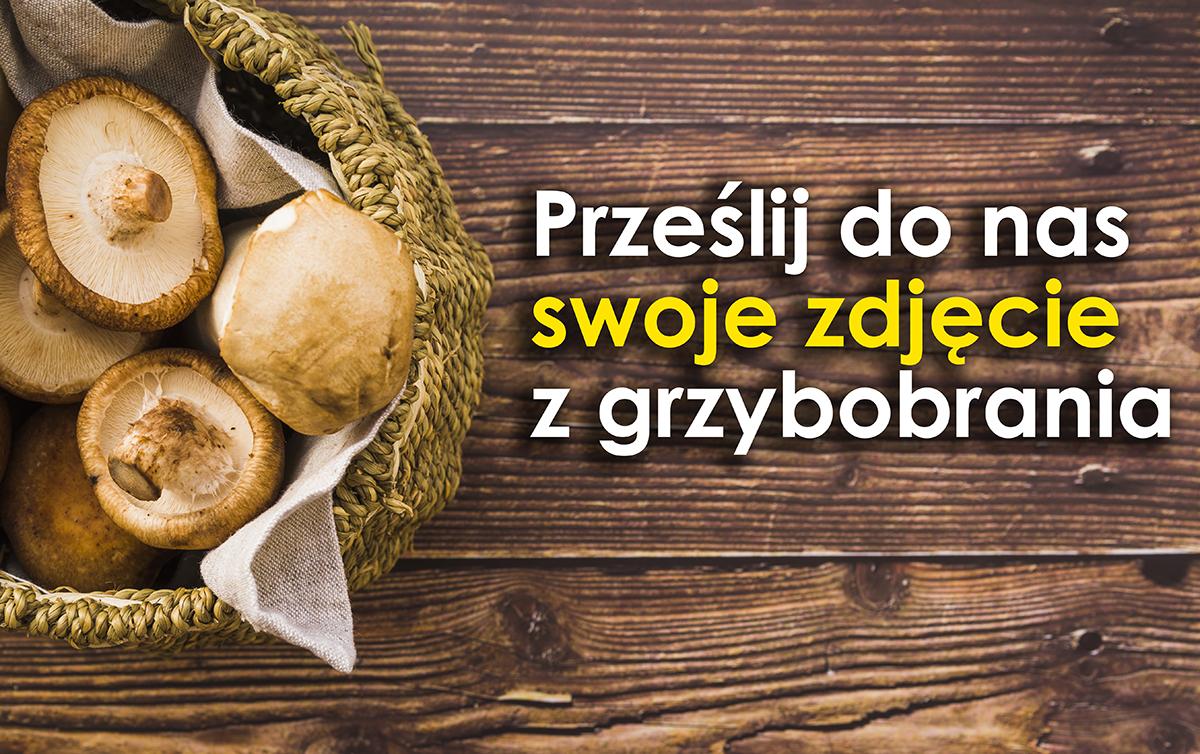 Opublikujemy Twoje zdjęcie w Gazecie Gryfińskiej