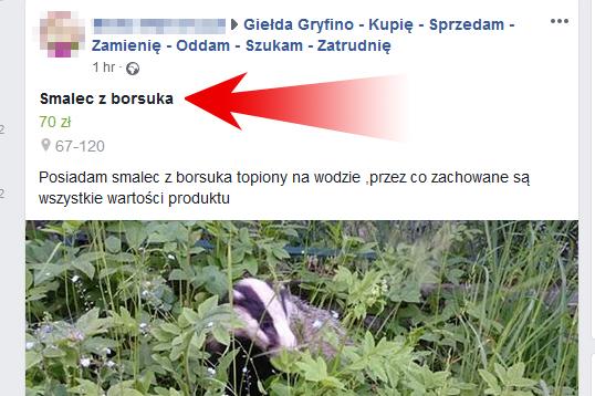 Na gryfińskich forach... smalec z borsuka.