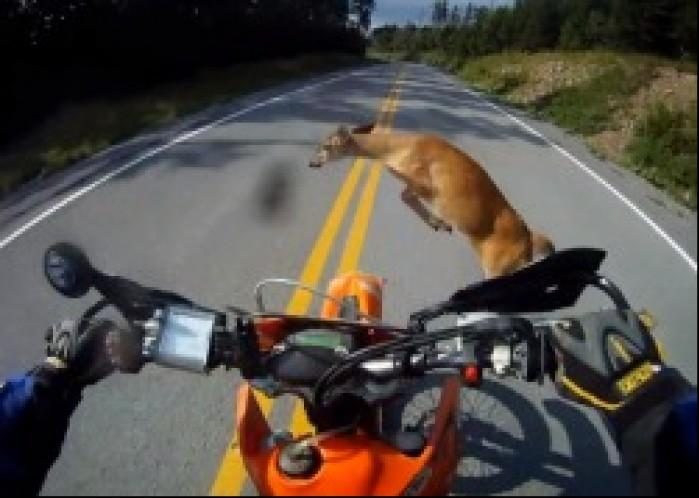 Motocyklista zderzył się z sarną. Nie żyje człowiek i zwierzę