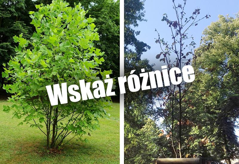 Tulipanowce mówią dość