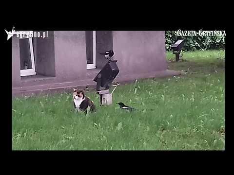 Dwie sroki za koci ogon