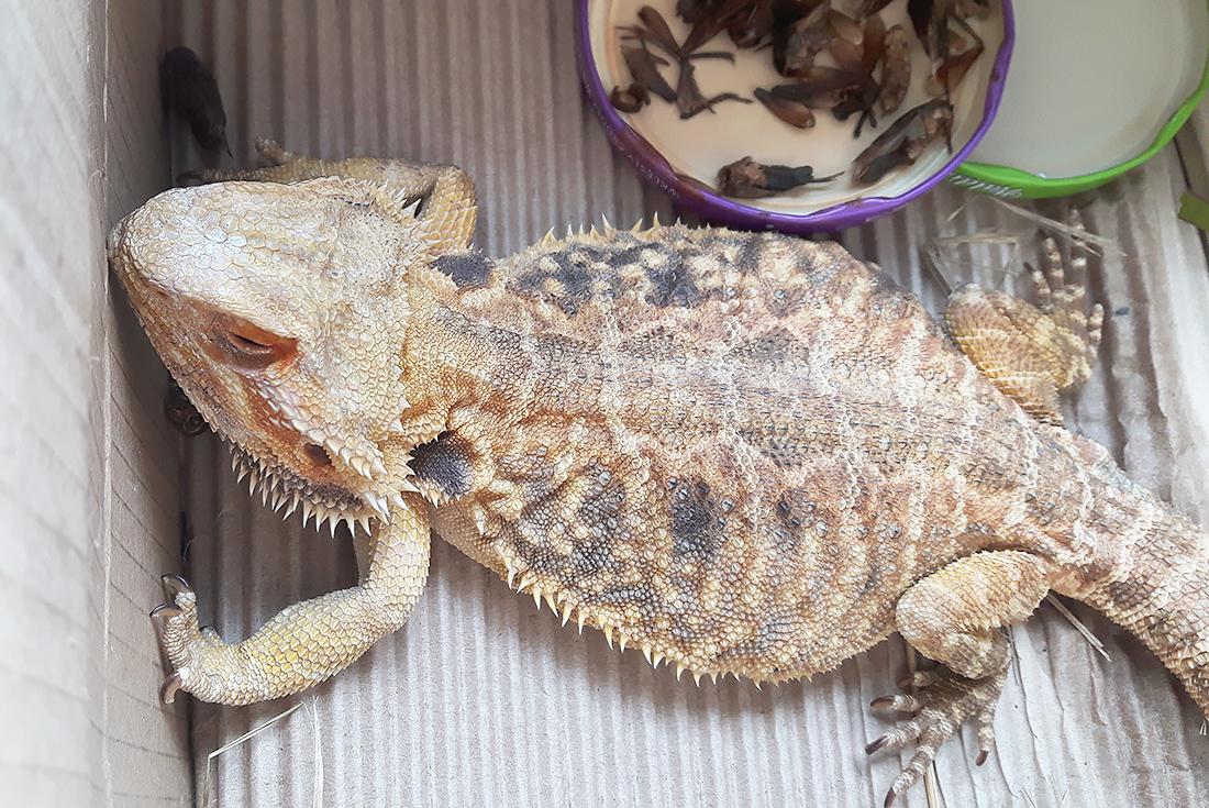 Mini Godzilla na Jana Pawła